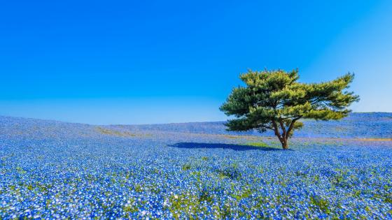 Hitachi Seaside Park